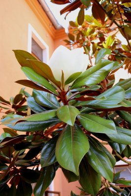 Magnolia grandiflora 'DD Blanchard' - šácholán velkokvětý - květ03